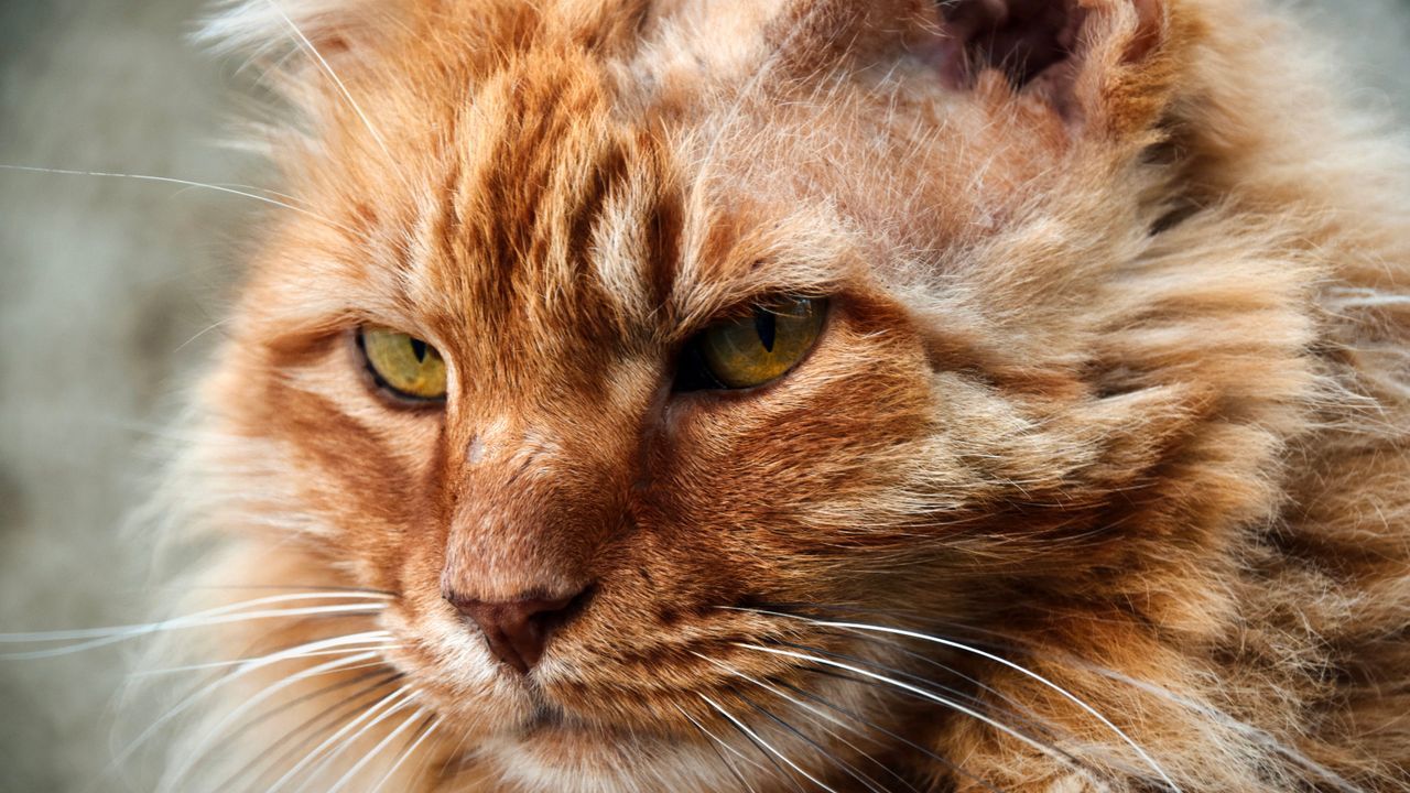 De la British Shorthair la Maine Coon: o zi cu pisici rare la mallul Promenada Craiova