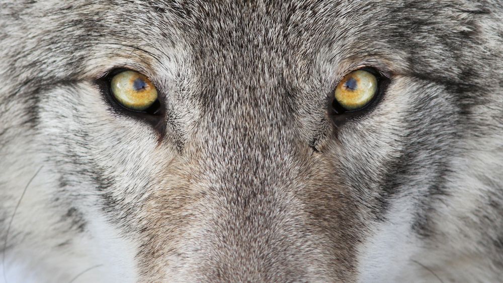 Lupul, naravul si gazele