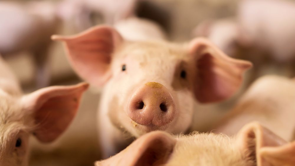 Amendă enormă pentru o crescătorie de porci: dejecţiile i-au costat 50.000 de lei