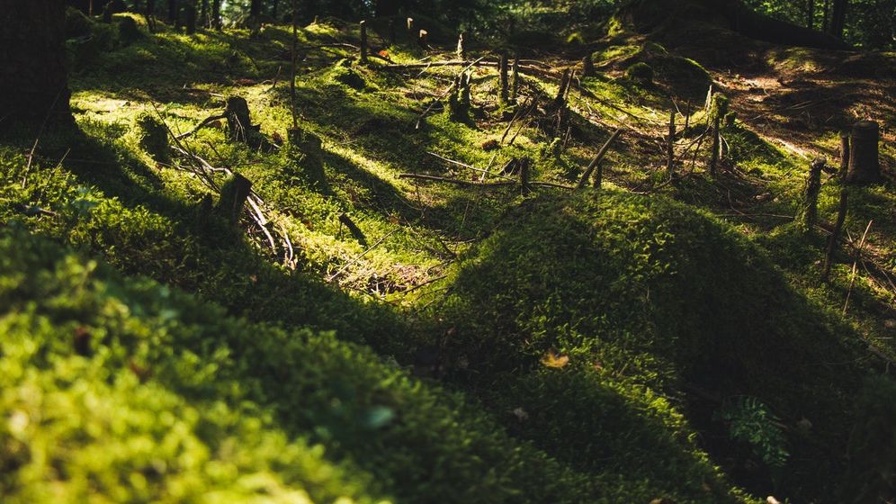 Comisia Europeană va aloca 1 miliard de euro pentru a proteja pădurile din întreaga lume