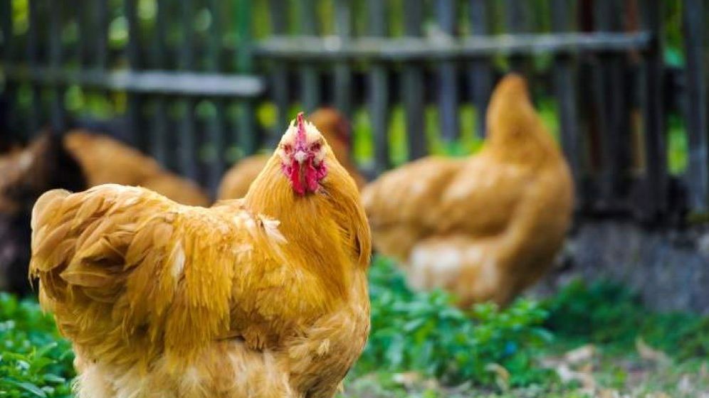 Agroland intră pe piața ouălor de consum, prin preluarea fermelor Avicola București