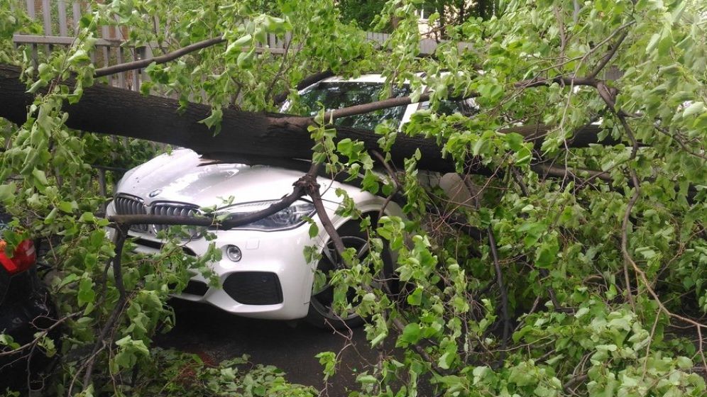 Sector 5: Proprietarii de autovehicule avariate de copaci căzuţi pe domeniul public vor fi despăgubiţi