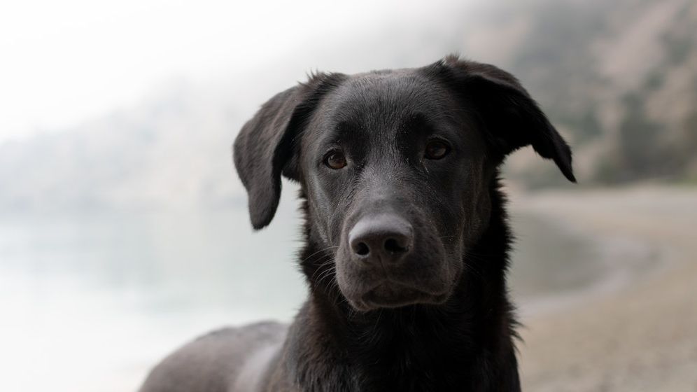 Un câine dispărut de un an, s-a întors acasă. A fost găsit de Poliția Arad