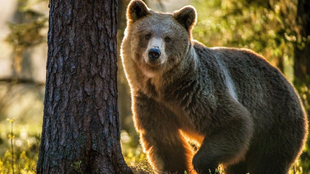 Cazul ursului Arthur, în vizorul Comisiei Europene. Ce spune comisarul european pentru Mediu
