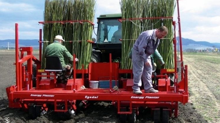 A lucrat in telecomunicatii si a investit peste 30.000 de euro intr-o plantatie de salcie energetica