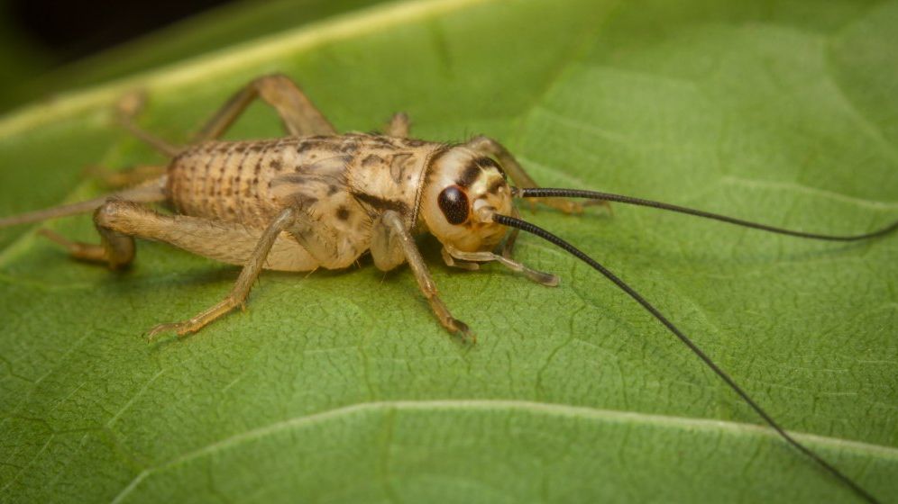 Criza alimentară globală și mâncatul insectelor: cum se construiește un fake