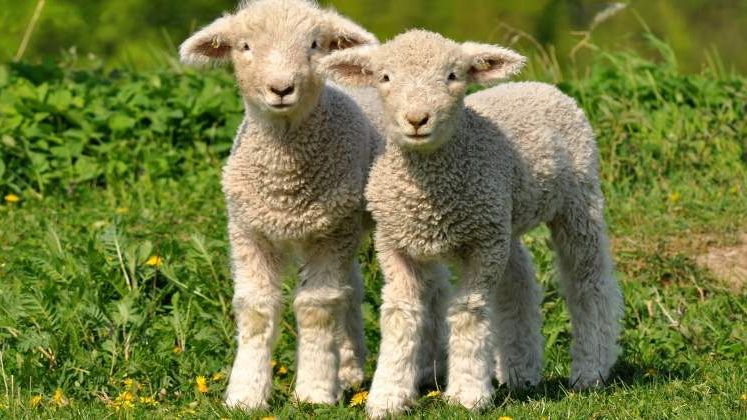 Cat costa carnea de miel in supermarketuri: preturile pornesc de la 19 lei si pot ajunge si la 40 de lei/kg