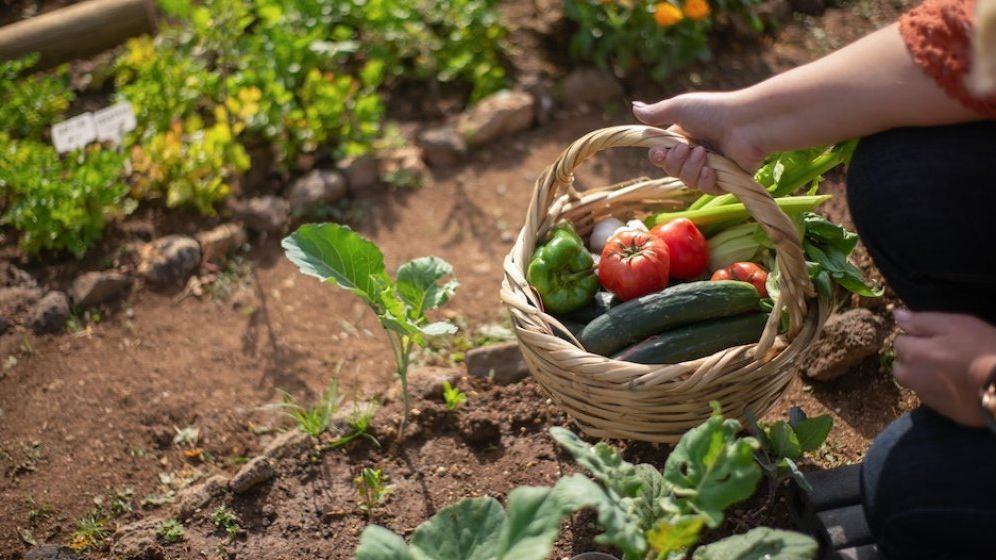 Ministerul Agriculturii a încasat primii bani pe 2023 de la Comisia Europeană