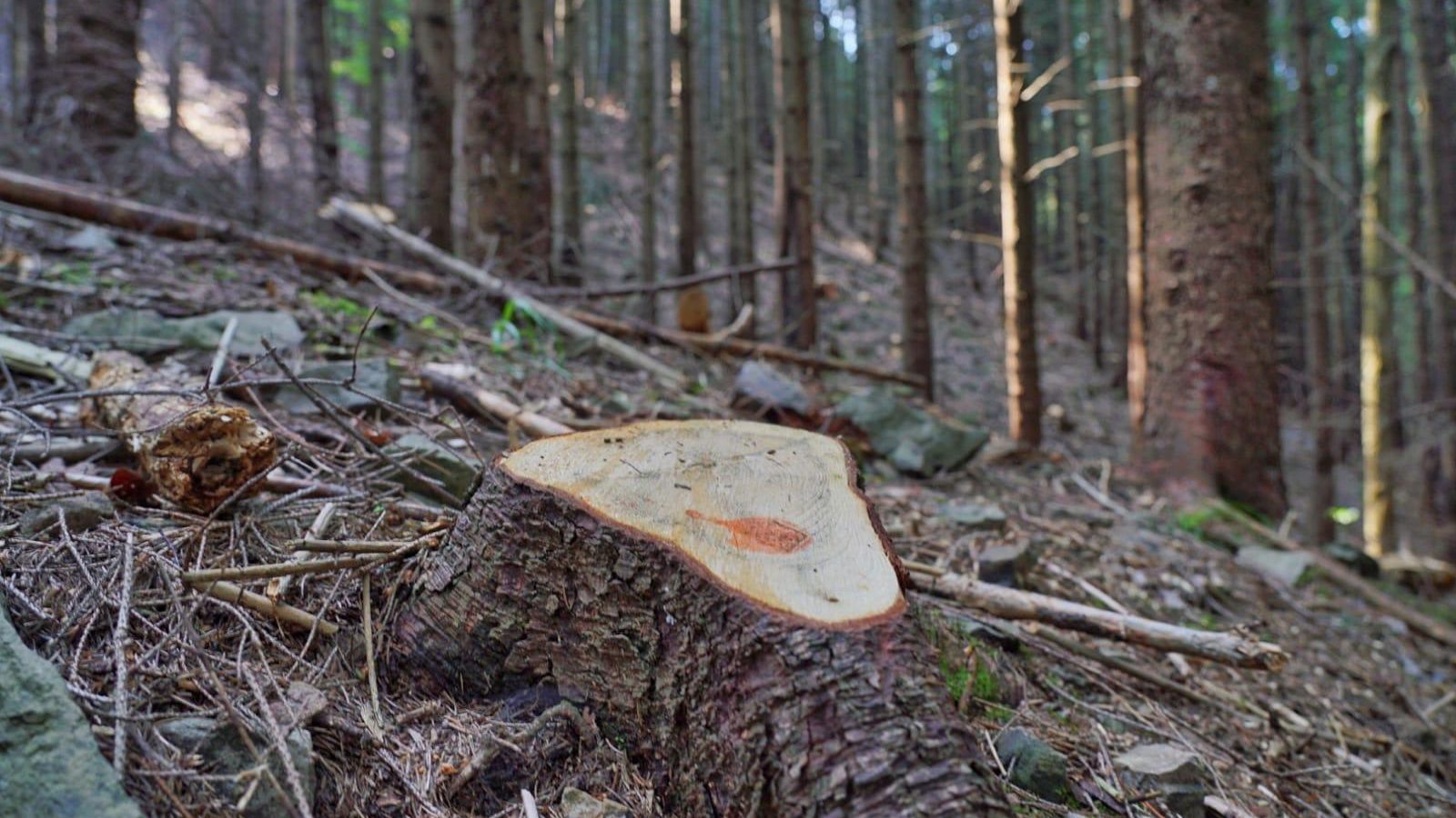 Greenpeace: Autoritatile depisteaza doar 1% din taierile ilegale de paduri