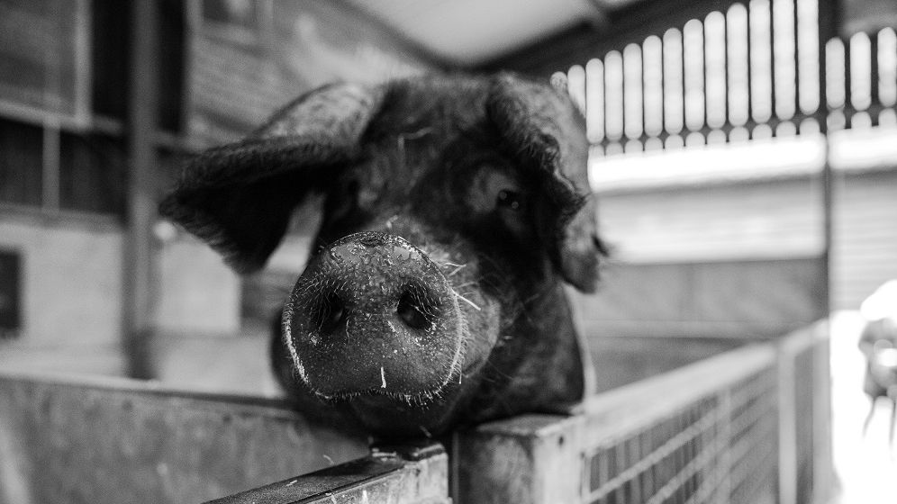 Sute de focare de pestă porcină în 32 de județe