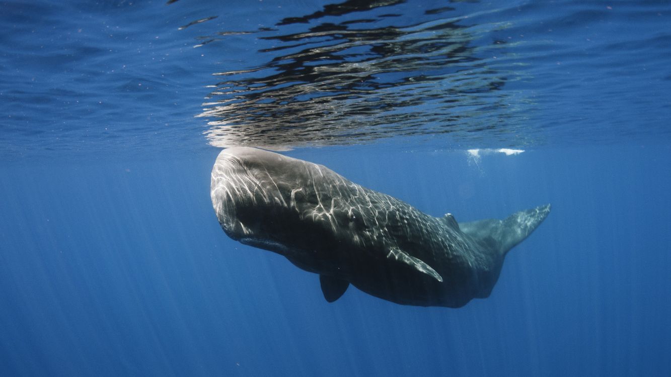 VIDEO: Comoară de 1,5 milioane de dolari descoperită în burta unei balene