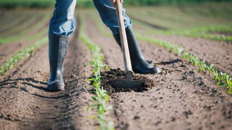 Locuri de munca in strainatate: cat poti sa castigi daca lucrezi in agricultura