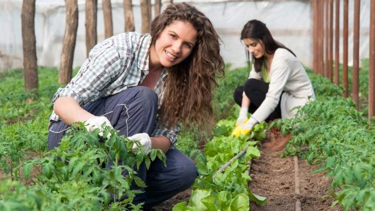 Britanicii se gandesc sa-i inlocuiasca pe muncitorii est-europeni din agricultura cu roboti, dupa Brexit