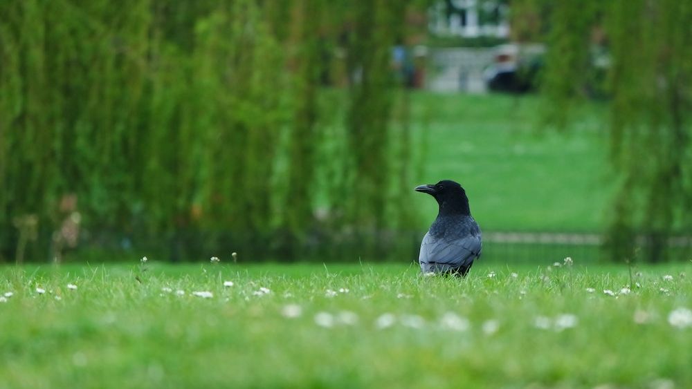 Primăria Capitalei vrea să pună un sistem cu lumini intermitente pentru a alunga ciorile din Parcul Cișmigiu