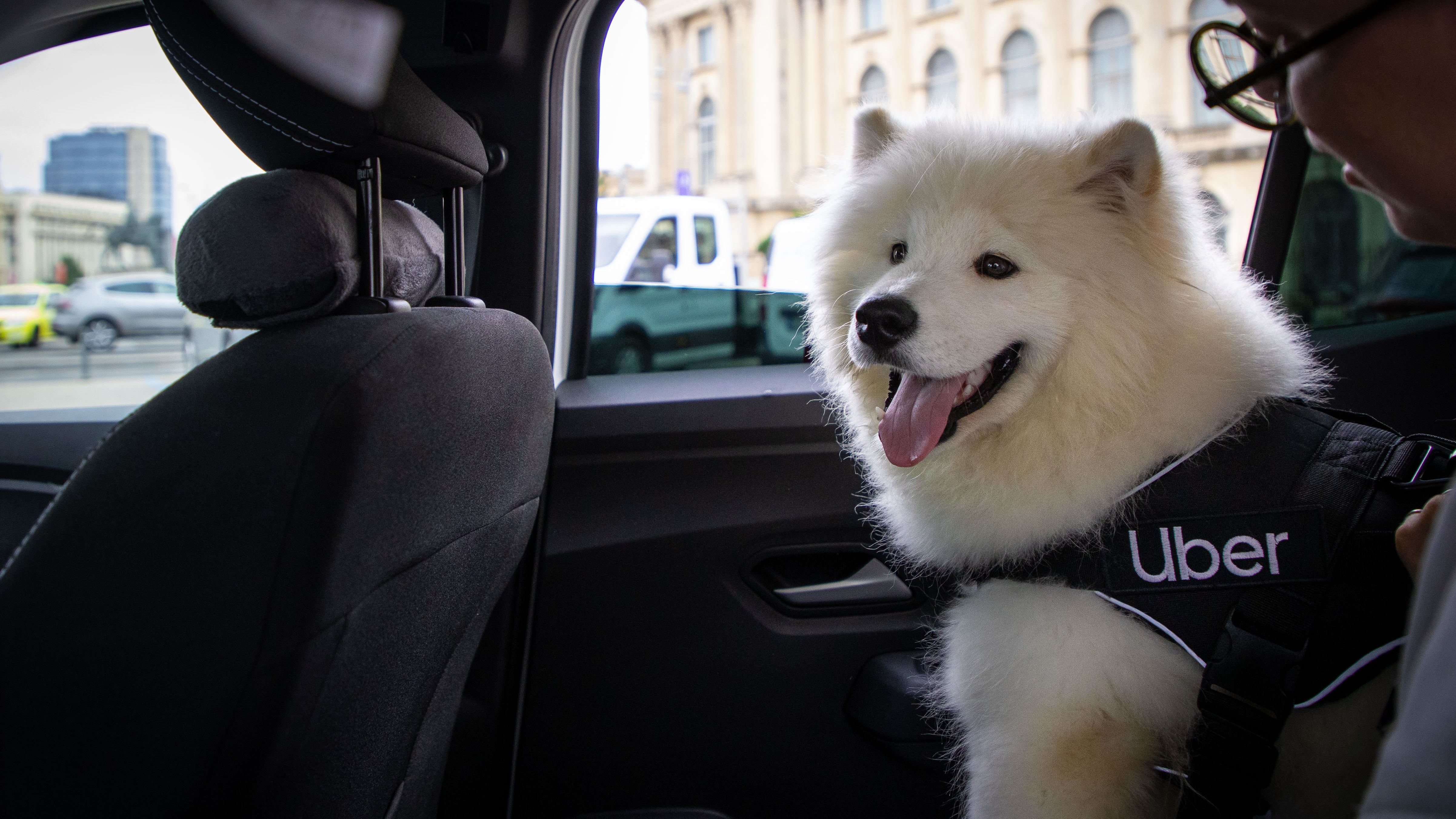 Uber Pet se lansează în România. Cum poți călători cu animalul de companie