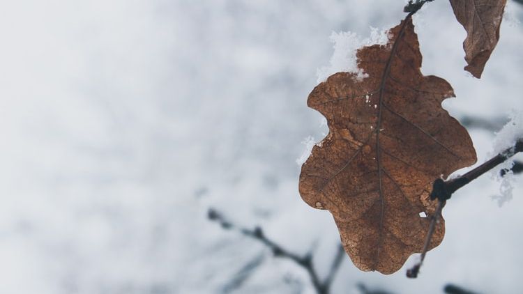 Meteo: Ninsori, polei, vant puternic si frig, de luni dimineata pana marti