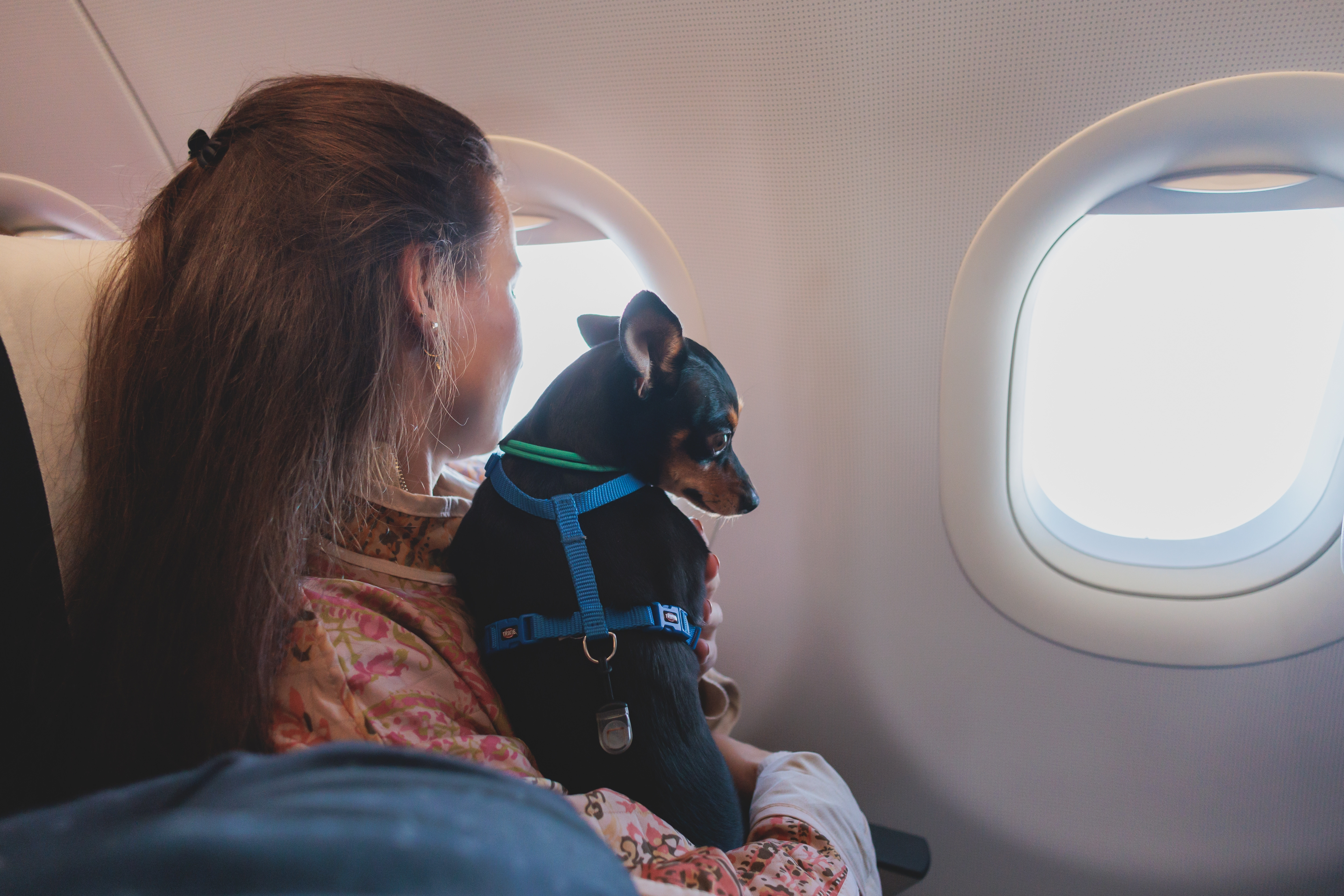 Zbori cu animalul de companie? Ce permite TAROM și ce companii aeriene europene sunt mai permisive