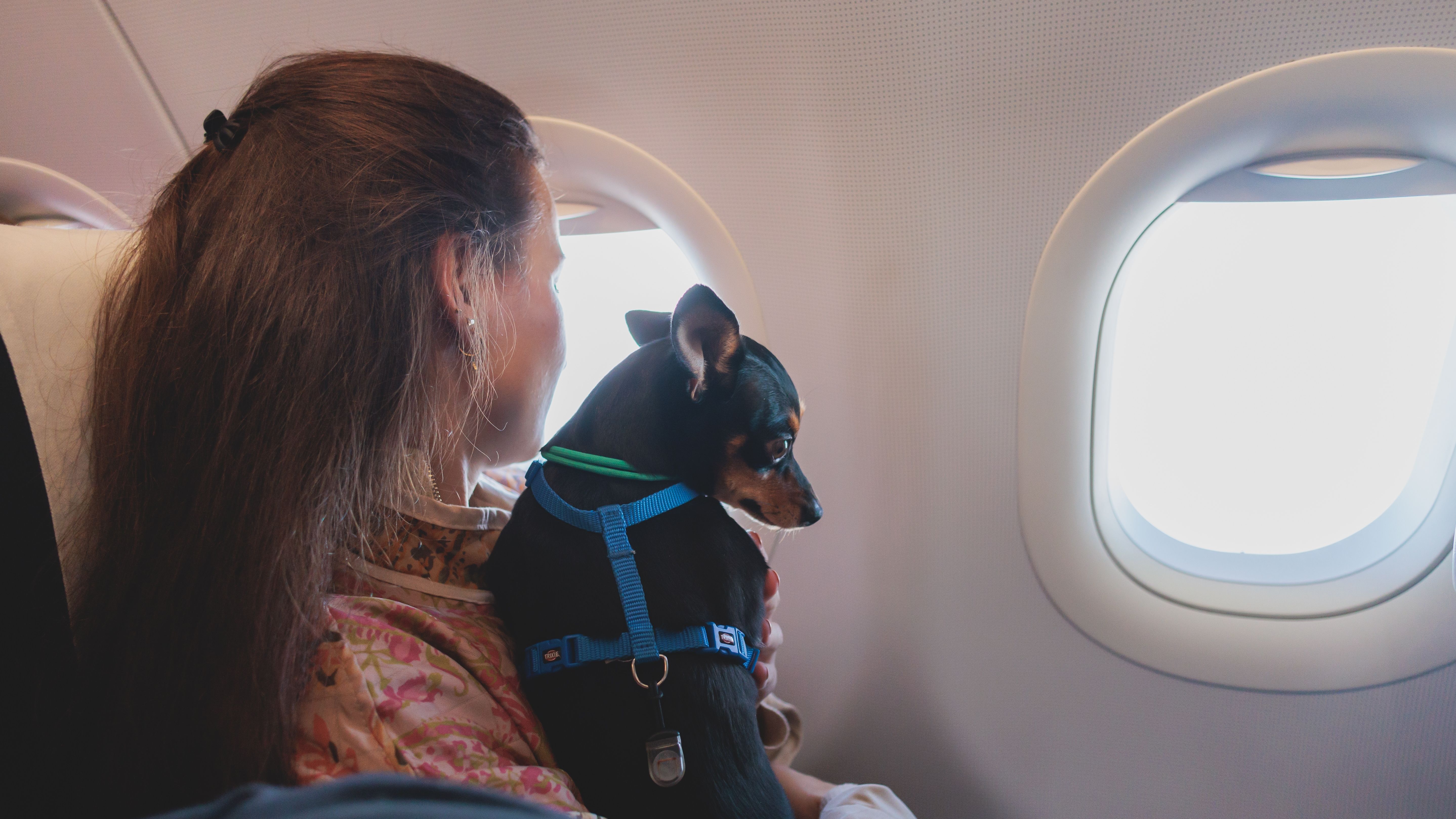 Zbori cu animalul de companie? Ce permite TAROM și ce companii aeriene europene sunt mai permisive