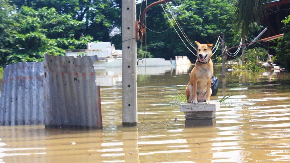 Ce inseamna sa iti asiguri locuinta la "adevarata sa valoare" de piata? Astazi, doar una din 5 locuinte are o polita PAD, iar 4 din 5 polite obligatorii au si o asigurare facultativa