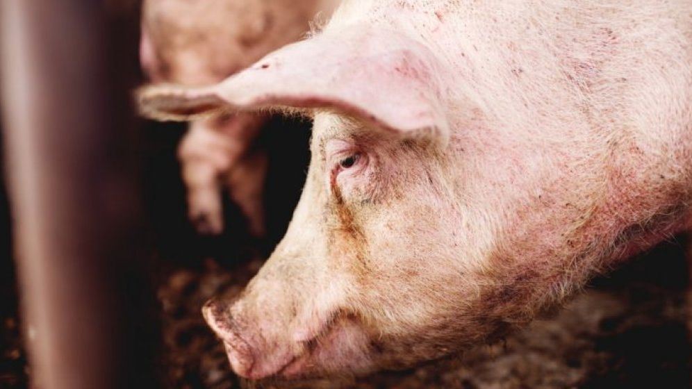 Gospodaria din Giurgiu, unde a fost identificat primul focar de pesta porcina, pusa sub supraveghere oficiala