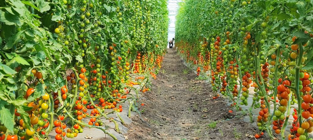 Legume și fructe bio, comandate online: Froopt.ro pregătește abonamente și crește pe zona comen - Imagine 5