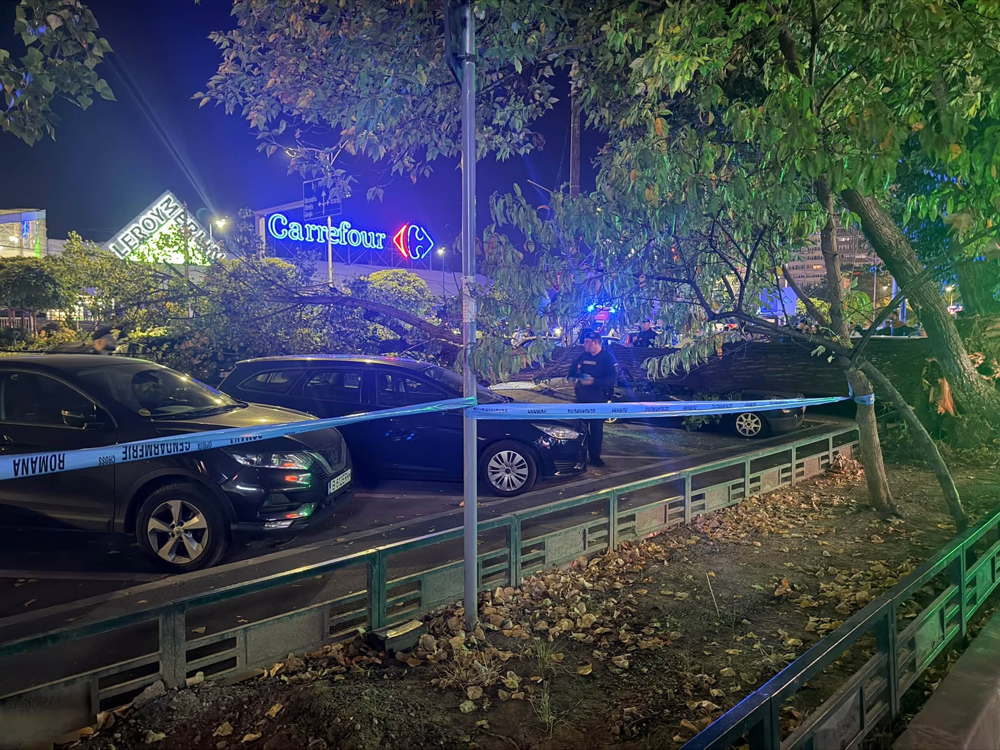 Un plop s-a prăbușit peste mașini în București. Primăria Sectorului 6: Arborele era verde și a căzut cu tot cu rădăcini
