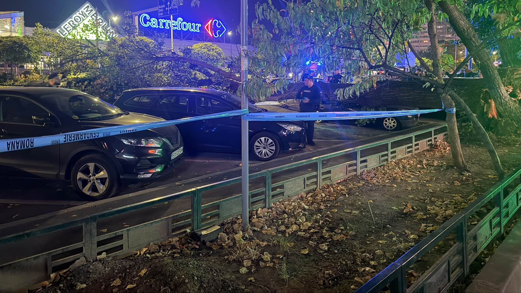 Un plop s-a prăbușit peste mașini în București. Primăria Sectorului 6: Arborele era verde și a căzut cu tot cu rădăcini