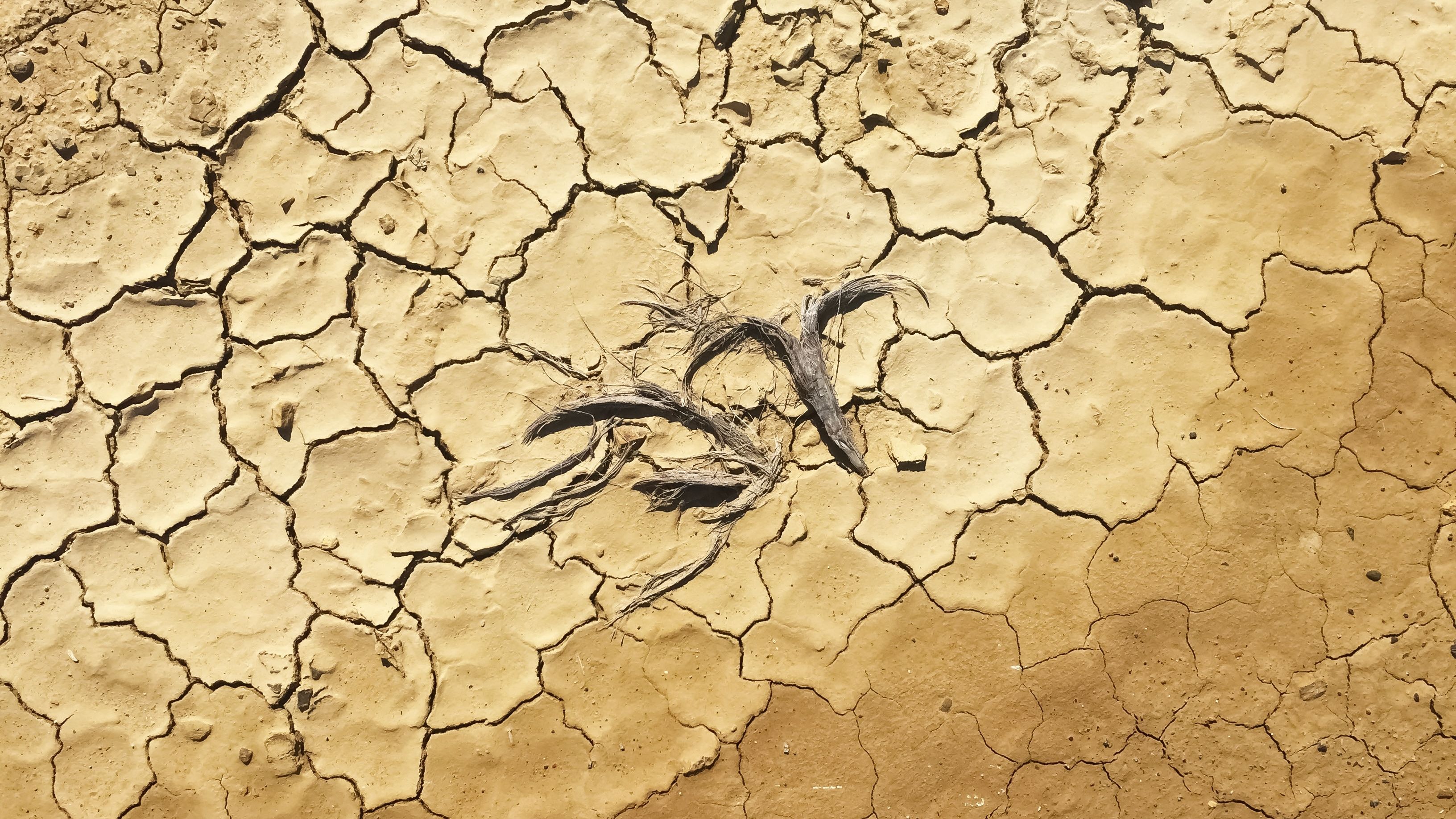 Risc de secetă pe aproape jumătate din suprafața UE. România, printre țările cele mai afectate