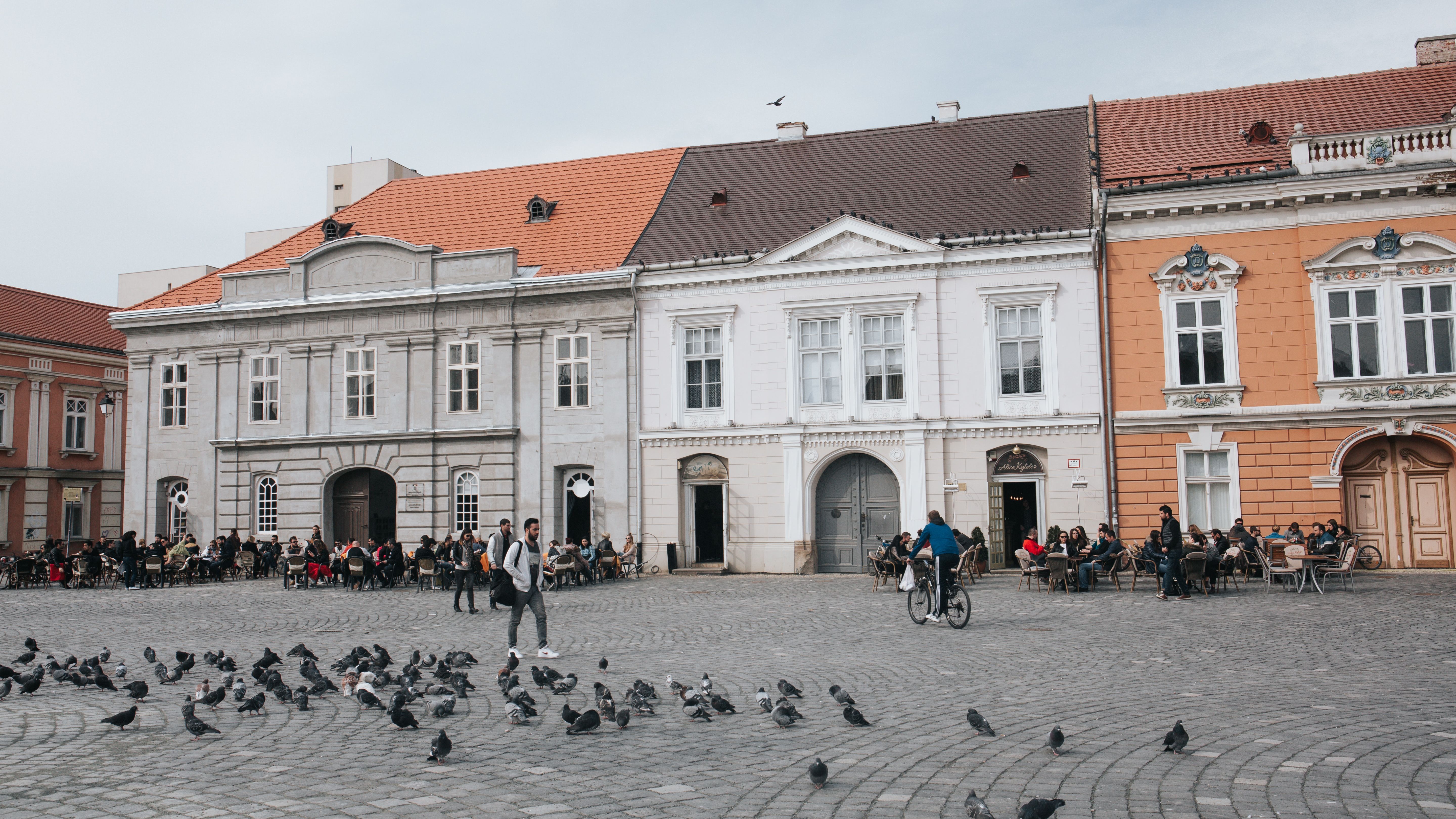 Timisoara: Cel putin trei morti dupa o actiune de dezinsectie intr-un bloc