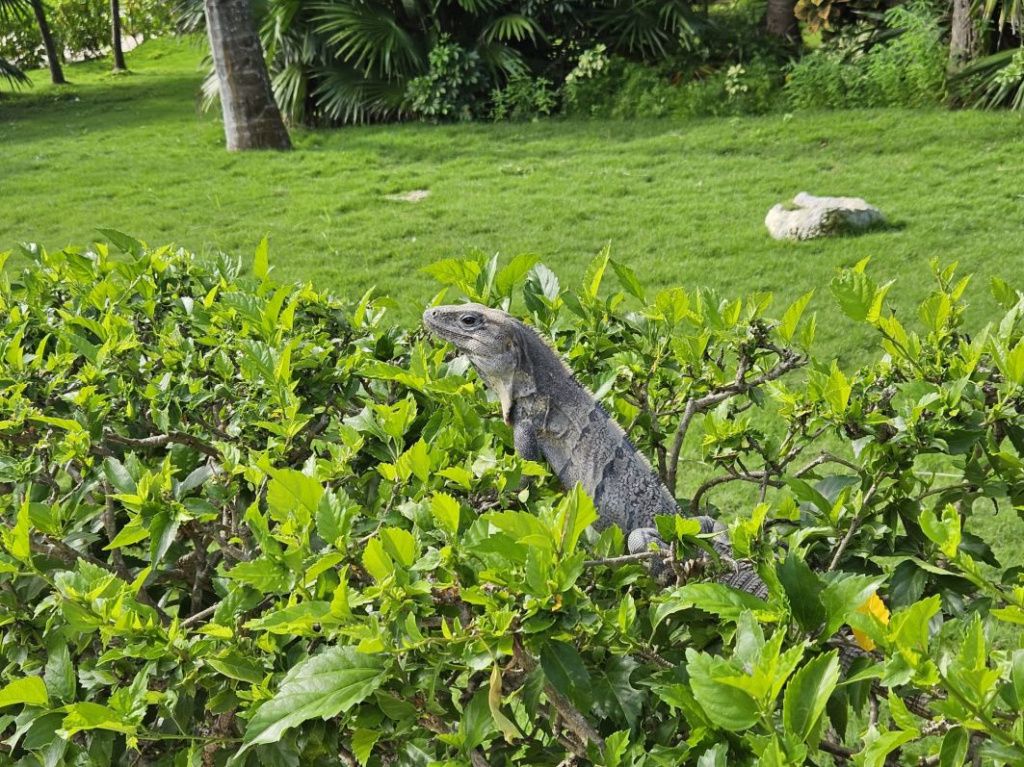 Mexic Peninsula Yucatan - Imagine 60