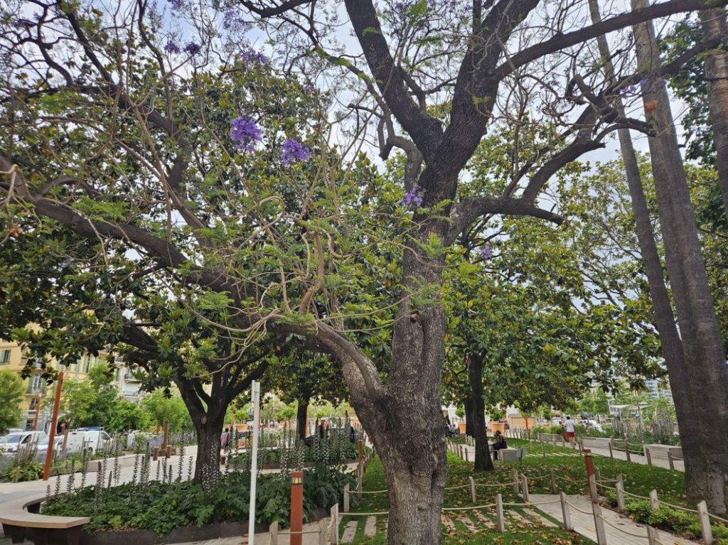 Coasta de Azur 2025 - Imagine 8