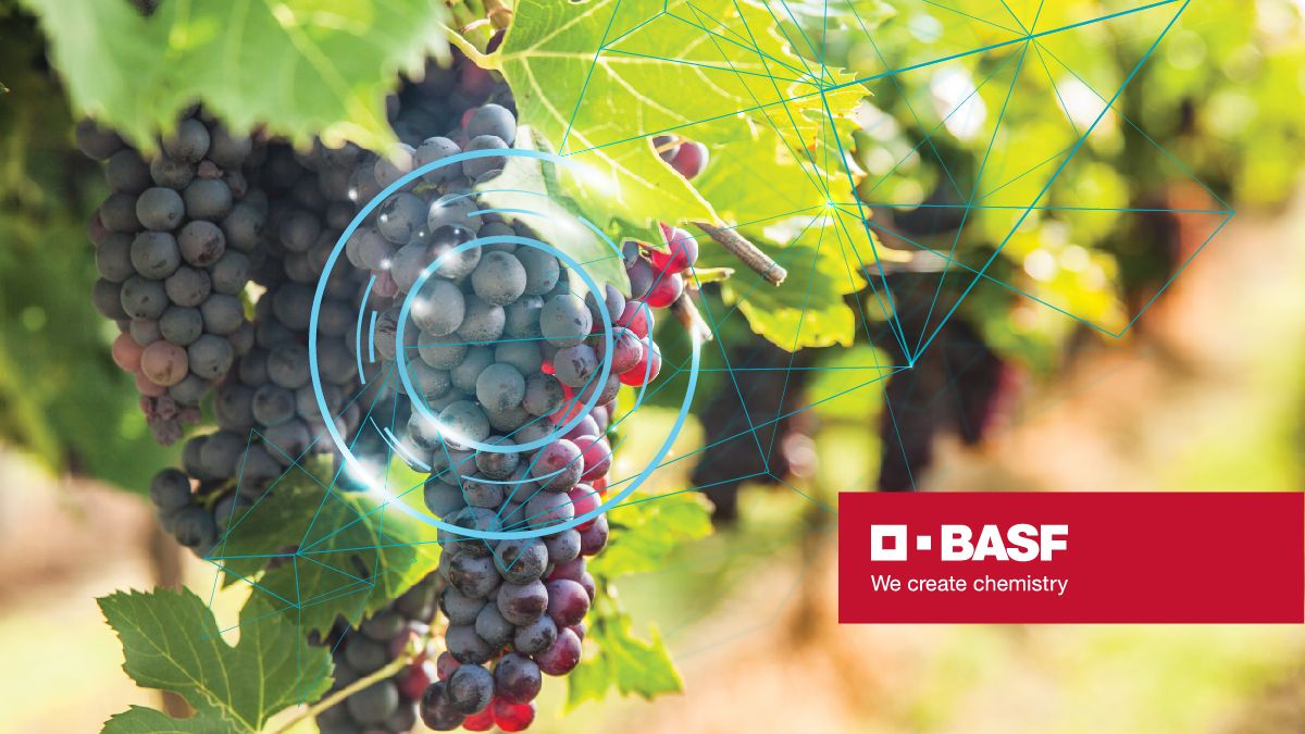 Digitalizarea sectorului local - transformarea care va decide succesul afacerilor vitivinicole