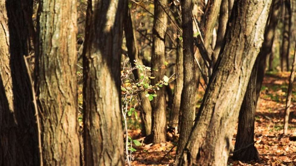 Romsilva: Anul 2024, distrugător pentru pădurile României. Incendiile silvice au fost de șapte ori mai multe