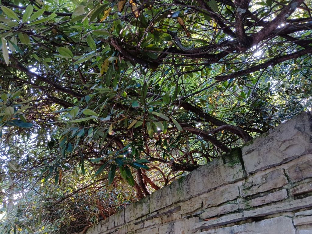 Cum arată Fallingwater, cea mai frumoasă casă din America, construită pe o cascadă - Imagine 55