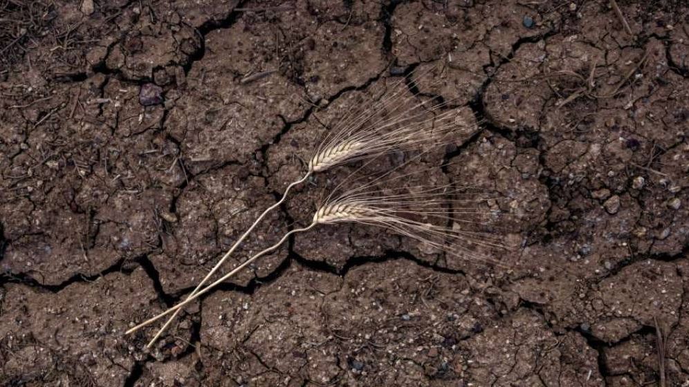 UE, ajutor de 400 milioane de euro pentru fermierii români afectați de secetă