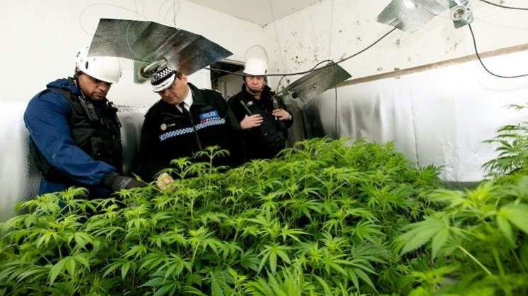 Microsoft intra in industria legala cu marijuana, cu softuri de management al comertului