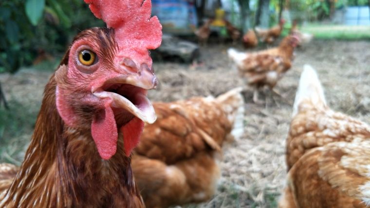 Varujan Vosganian comenteaza din nou despre oua: Trebuie iesit din capcana arhaica in care oamenii se izoleaza si traiesc intr-o cultura cronica a saraciei