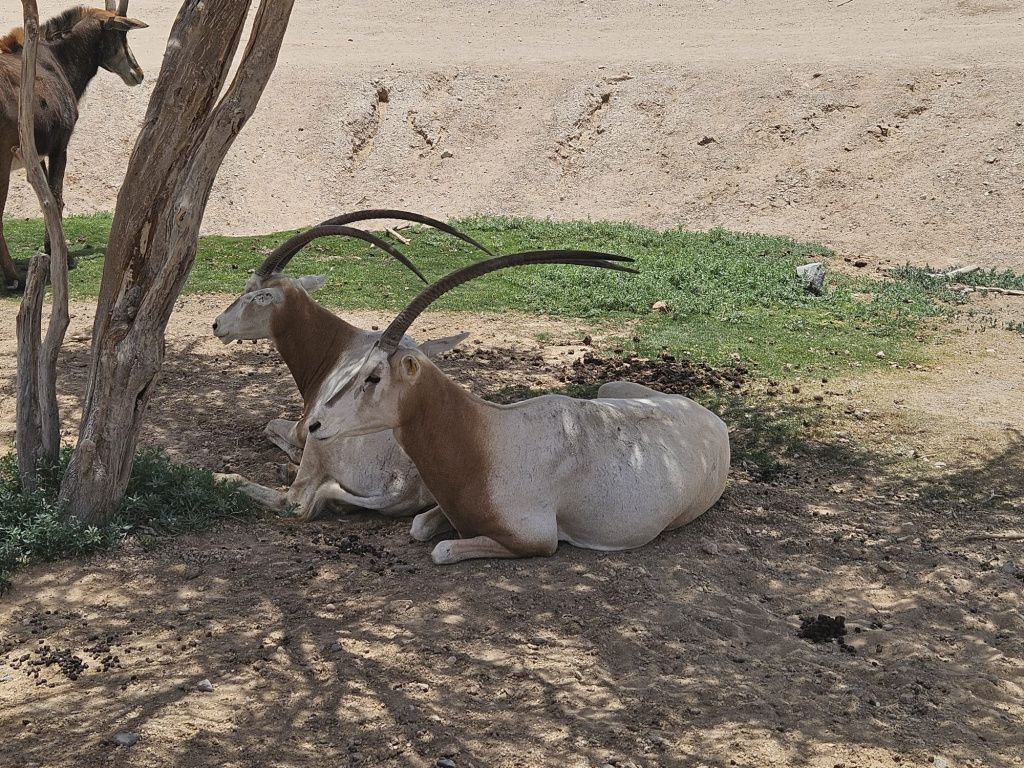 Abu Dhabi - Imagine 84