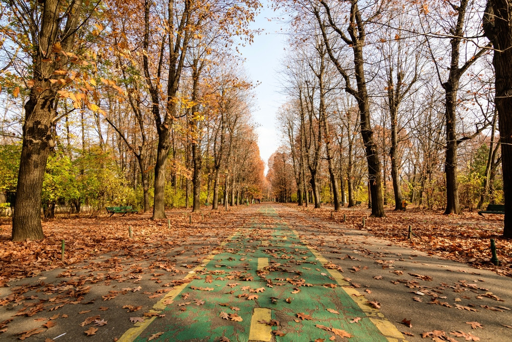 Ce se întâmplă cu frunzele căzute din parcurile Bucureștiului. PMB a lansat un sondaj