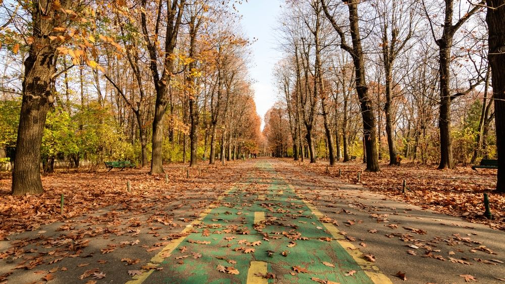 Ce se întâmplă cu frunzele căzute din parcurile Bucureștiului. PMB a lansat un sondaj