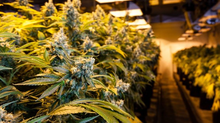 Cultura de cannabis descoperita intr-un solar, in Valcea