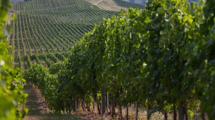 Jidvei vinde must micilor producatori: o singura comanda a "inghitit" 2.500 de kg anul trecut