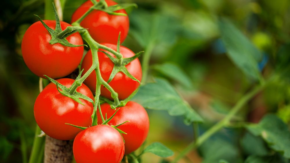 Patria Credit IFN anunță măsuri de sprijin pentru micii producători și lansează creditul punte Tomatina
