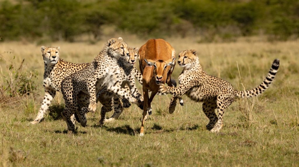 Safari, Kenya