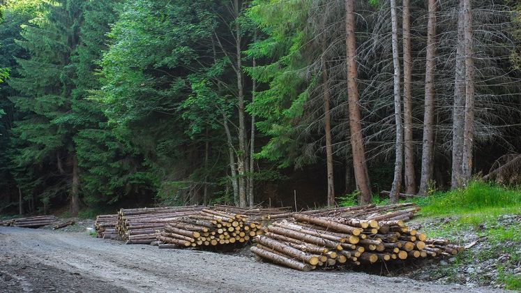 "Inspectorul Padurii", aplicatia lansata de Ministerul Mediului: instrument de combatere a taierilor ilegale