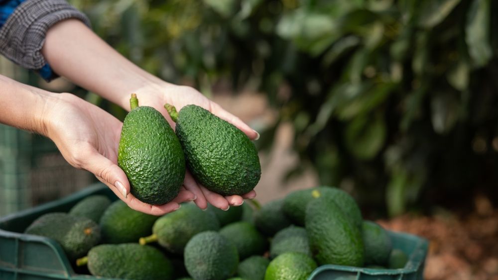 Mega Image retrage fructele de avocado de la rafturi