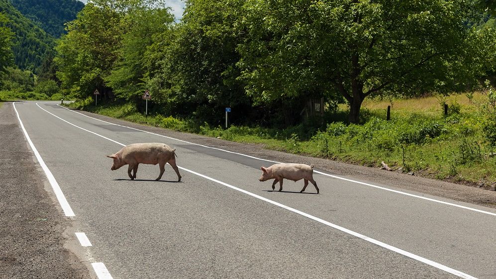 Un tir cu 600 de porci s-a răsturnat în Bistrița