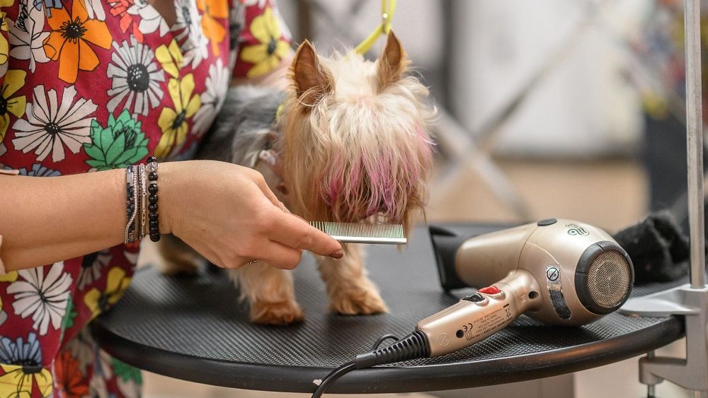 Ce job poți să ai dacă îți plac animalele? Pet grooming-ul, o meserie care face posibilă reconversia profesională