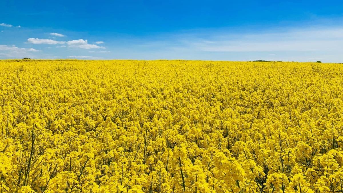 Ghid practic pentru combaterea eficientă a buruienilor în cultura de rapiță Clearfield® cu Cleravo®