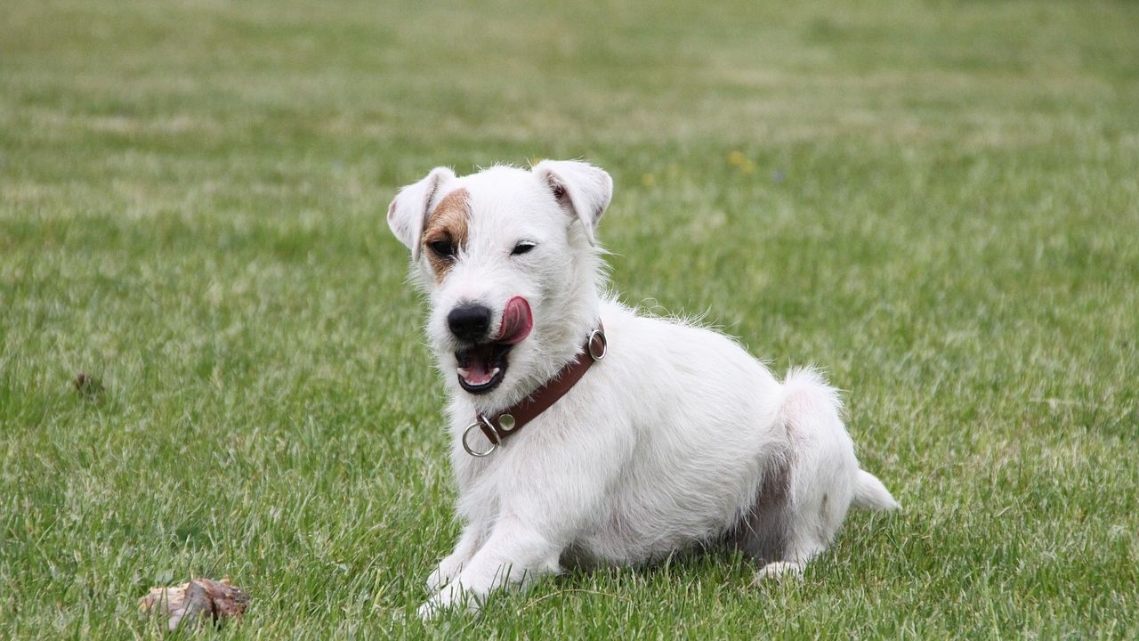 Italia a inaugurat primul restaurant care oferă și meniuri pentru câini